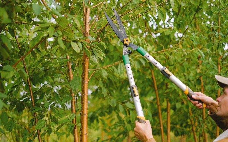 Tree trimming in Packwood, IA